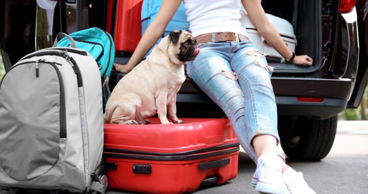 Todo sobre viajar con mascotas: requisitos trámites y servicios en España