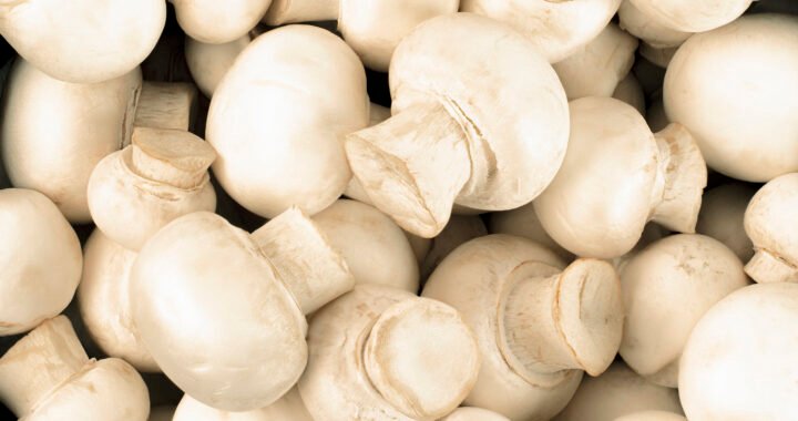 Todo lo que debes saber sobre champiñones: beneficios recetas y curiosidades