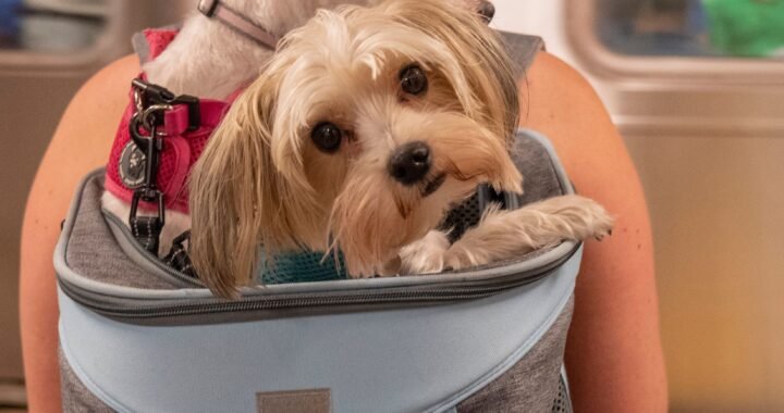 Transporta a tu mascota de forma segura