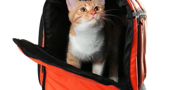 Consejos para transportar gatos de forma segura y cómoda