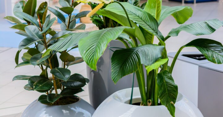 Plantas decorativas para el salón: ideas y consejos para darle vida a tu hogar