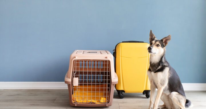 Transportín para perro grande: La mejor opción para viajes seguros y cómodos