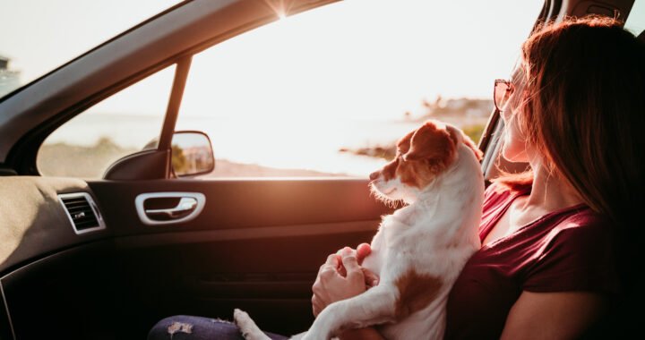 Consejos para viajar con tu perro