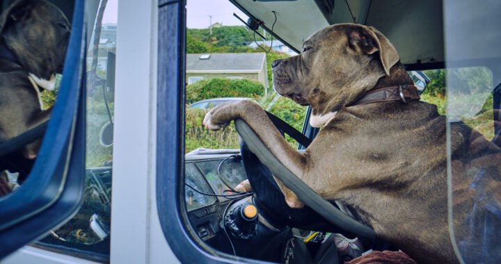 Transporte de mascotas: Servicio seguro y confiable para tu fiel compañero