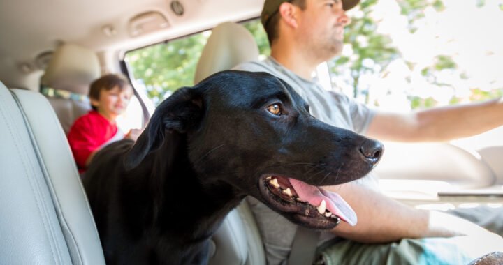Traslado de mascota: Guía completa paso a paso para viajar con tu mejor amigo