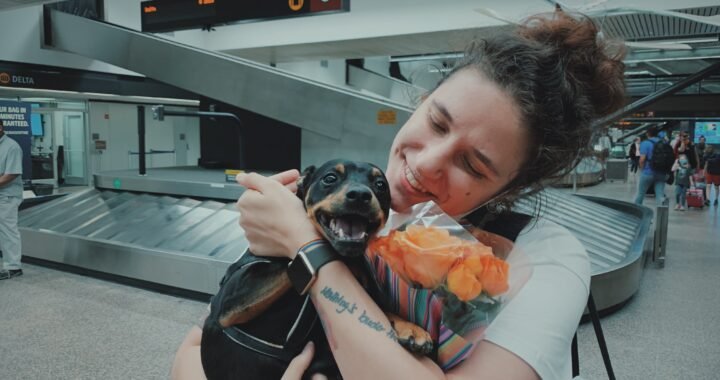 Todo lo que necesitas saber sobre viajar con mascotas en avión