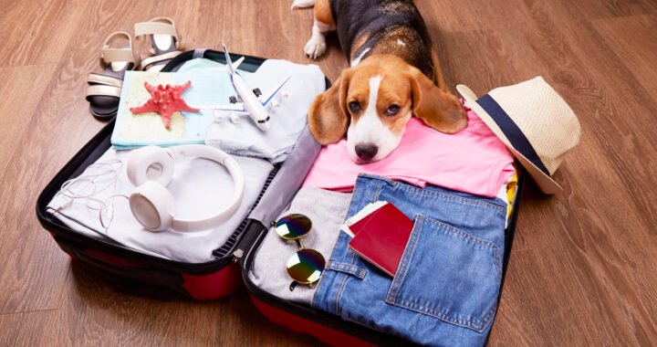 Consejos para viajes con mascotas: todo lo que necesitas saber
