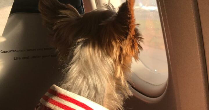Transporte de mascotas en avión: todo lo que necesitas saber