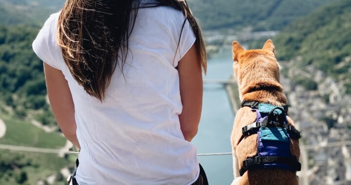 Consejos para viajar con tu gato