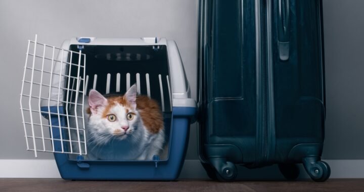 Viajar con mascota en avión: consejos y requisitos para un viaje seguro