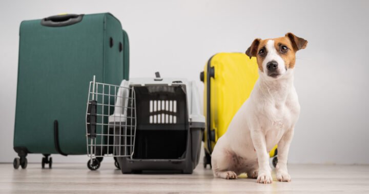 Guía completa para viajar con mascotas en avión