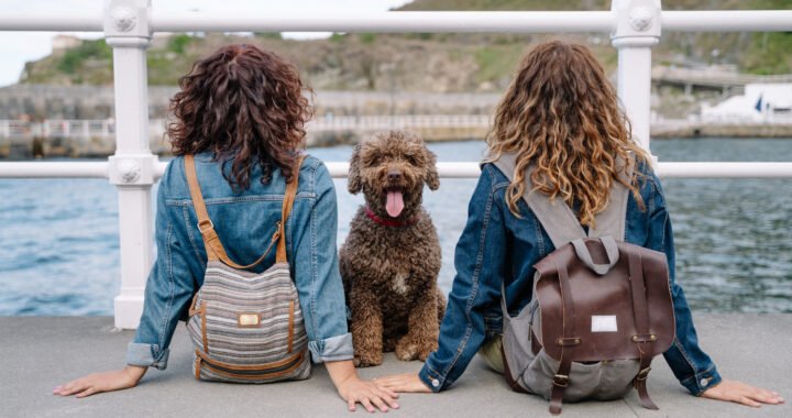 Consejos para viajar con perro: todo lo que necesitas saber